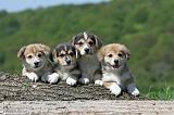 CORGI PEMBROKE 629